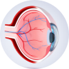 Illustration of an eye