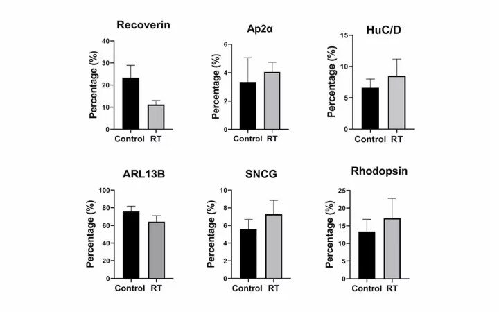 Quantification analysis of immunopositive cells in control and RT organoids.