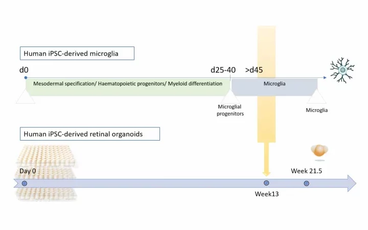 Enhancing the immune function of hiPSC-derived retinal organoids.