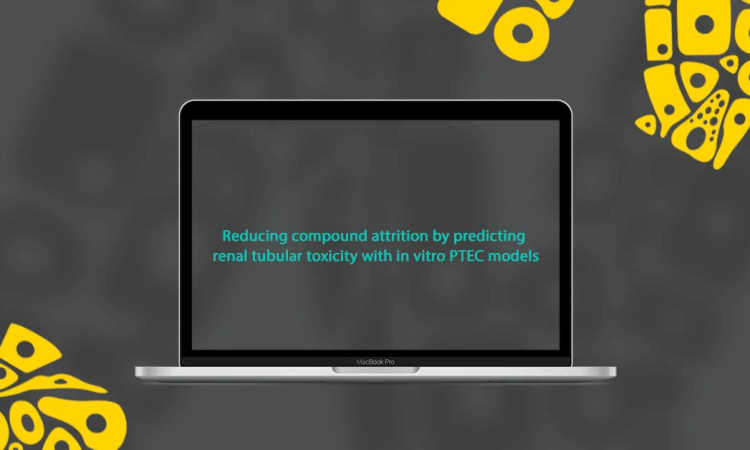 Reducing compound attrition by predicting renal tubular toxicity with in vitro PTEC models