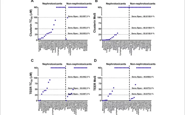 Freshly isolated primary human proximal tubule cells as an in vitro model for the detection of renal tubular toxicity