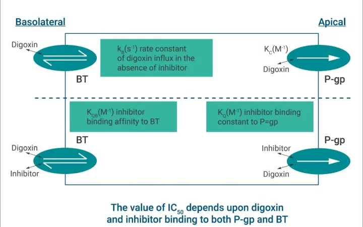 Derivation of a system-independent Ki for p-glycoprotein mediated digoxin transport from system-dependent IC50 data