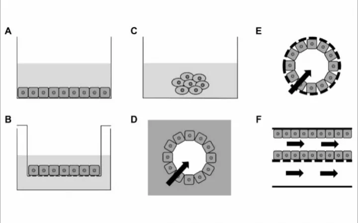 A storyboard of renal transport