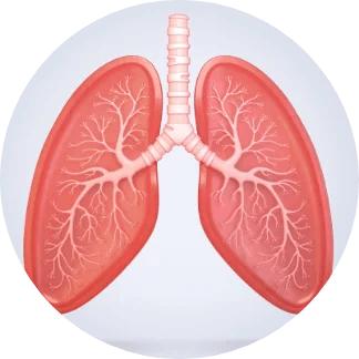 Illustration of lungs