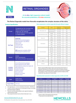 Retinal organoid product specification