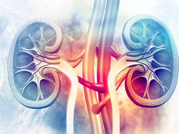 In vitro renal tubular drug transport modelling