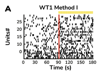 Light response of the retinal organoids