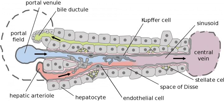 Hepatic structure