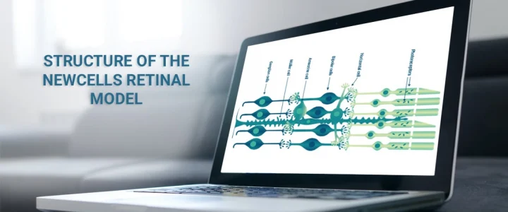 Structure of the newcells retinal model