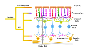 Retina illustration