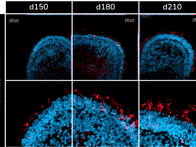 Rod photoreceptors