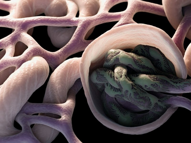 the glomerulus