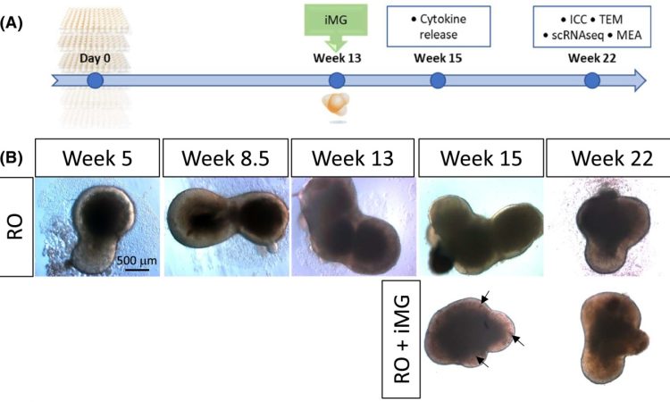 Incorporating microglia-like cells in human induced pluripotent stem cell-derived retinal organoids