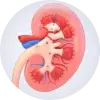 kidney