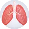 lungs