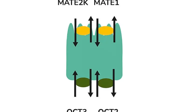 Use of the aProximate Proximal Tubule Cell model for the evaluation  of safety and renal accumulation of radioconjugates and large molecules